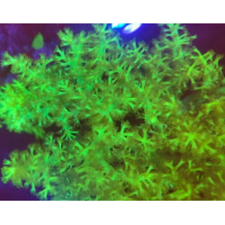 KENIAL FLUOR TREE (LARGE FRAG)