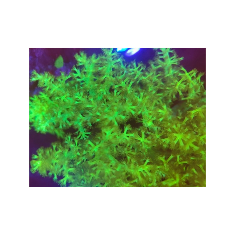 KENIAL FLUOR TREE (LARGE FRAG)