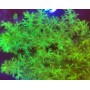 ARBOL DE KENIAL FLUOR  (FRAG GRANDE)