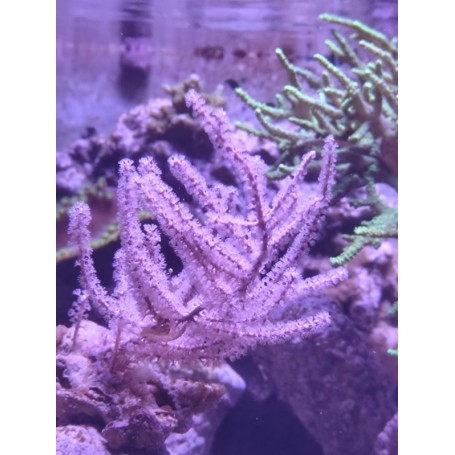 GORGONIA
