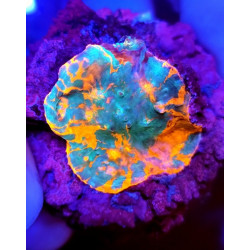 CHALICE FRAG PREMIUM