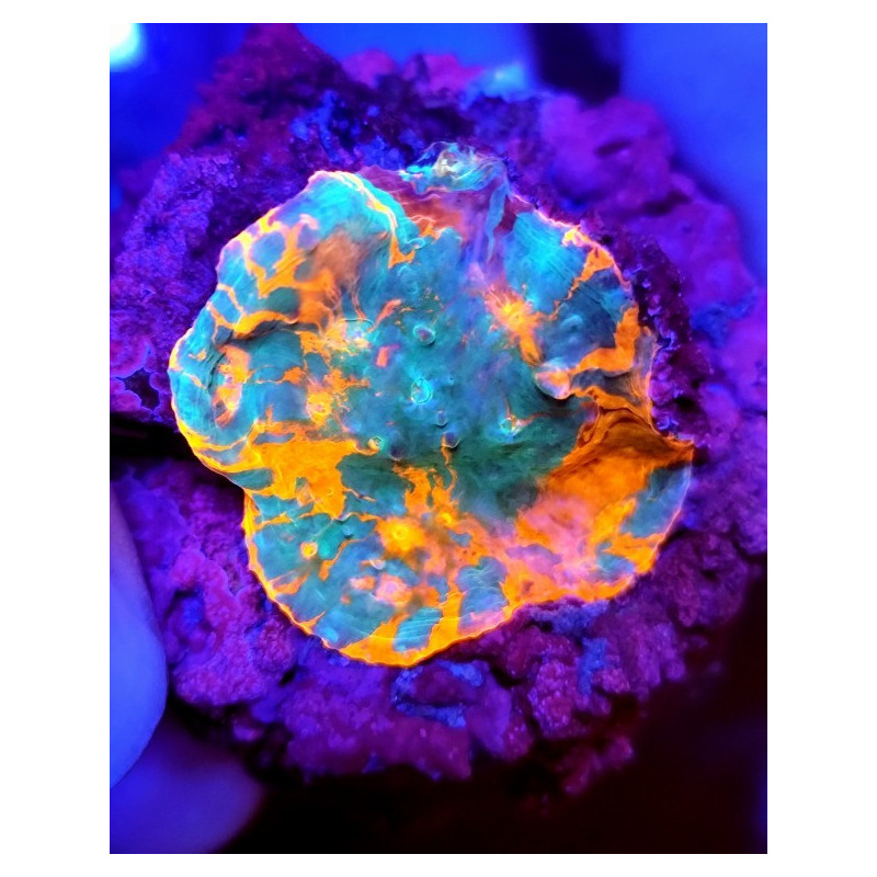 CHALICE FRAG PREMIUM