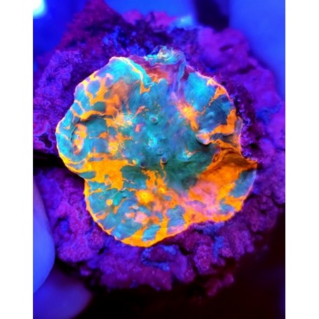 CHALICE FRAG PREMIUM