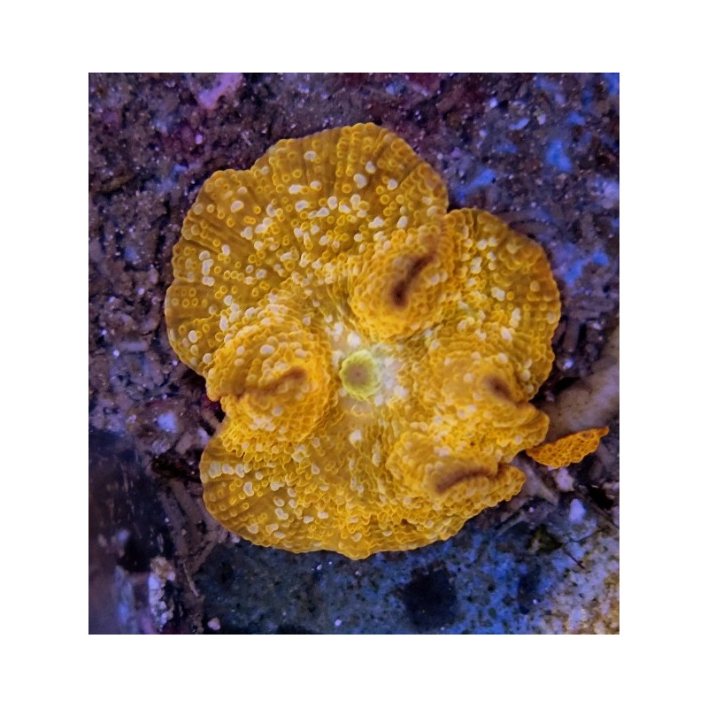 DISCOSOMA ORANGE