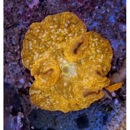 DISCOSOMA ORANGE