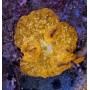 DISCOSOMA ORANGE