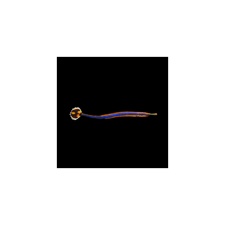 DORYRHAMPHUS EXCISUS