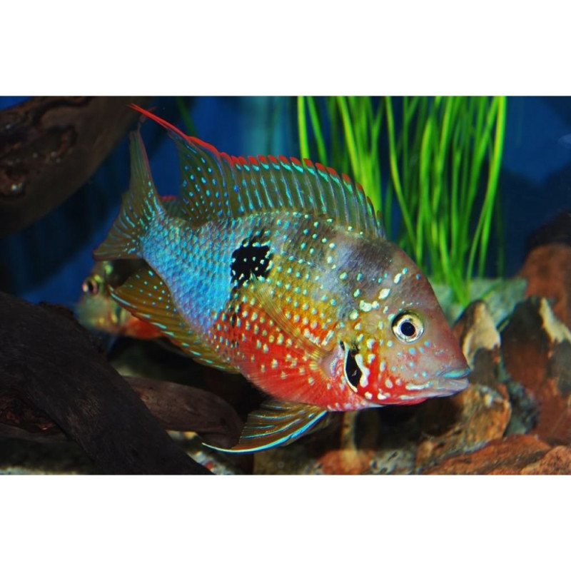 CICHLASOMA ELLIOTI 6-8 CM