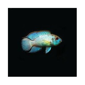CICLIDO ACARA BLUE ELECTRIC 4-5 CM