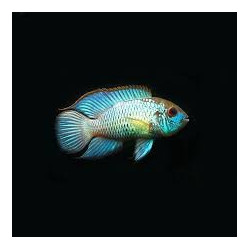 ELECTRIC BLUE ACARA CICHLID 4-5 CM
