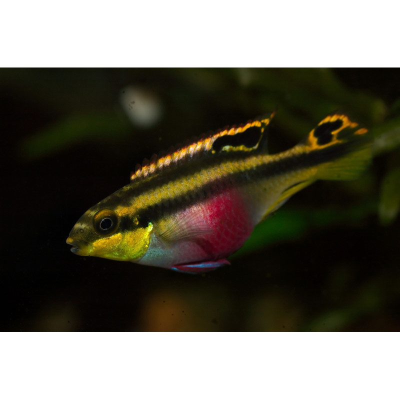 PELVICACHROMIS PULCHER