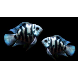POLAR BLUE CICHLID