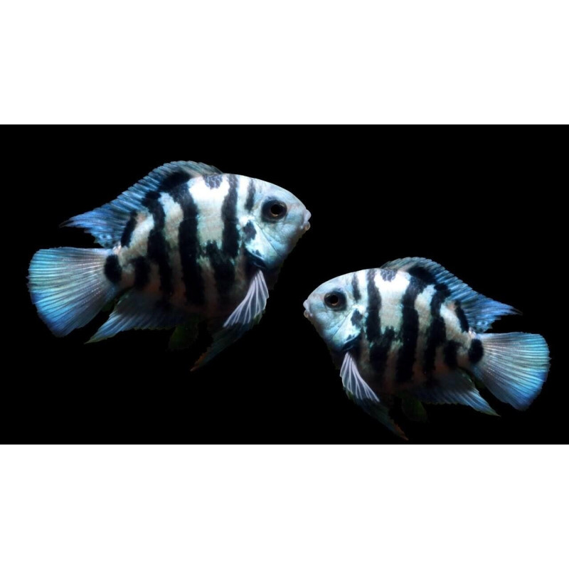 POLAR BLUE CICHLID