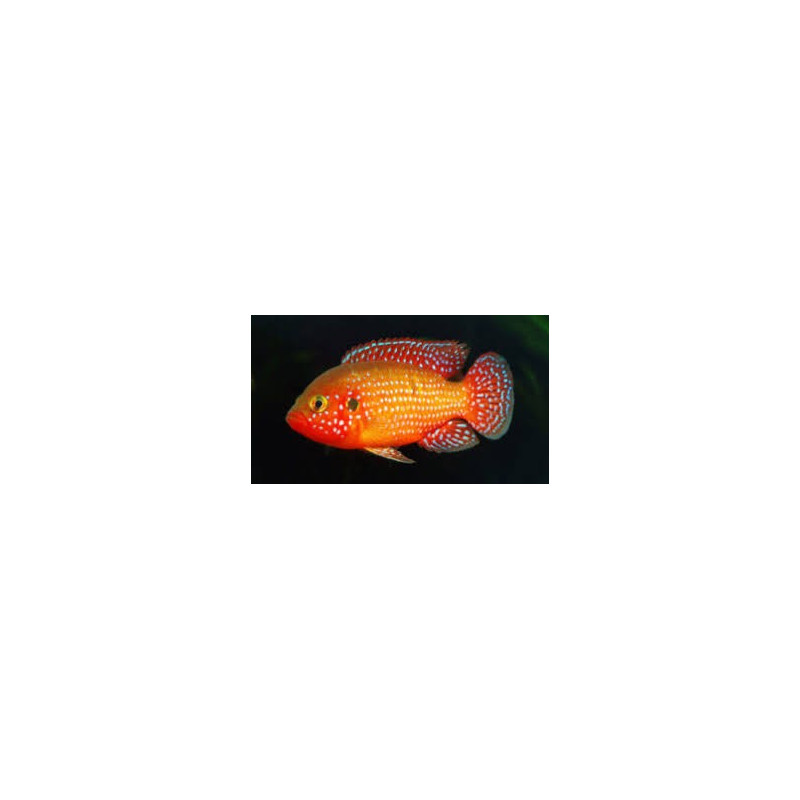 JEWEL CICHLID