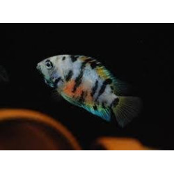 MARBLED CONVICT CICHLID