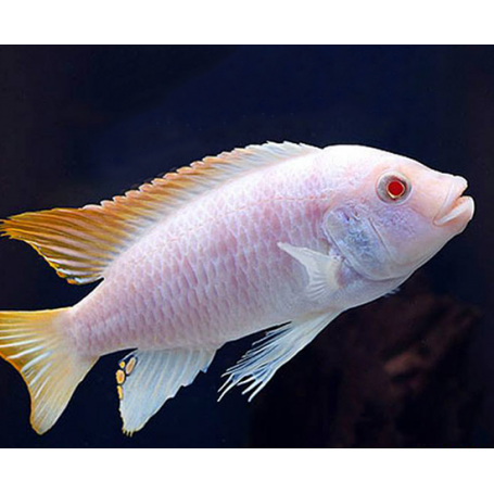 PSEUDOTROPHEUS ZEBRA ALBINO