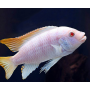PSEUDOTROPHEUS ZEBRA ALBINO