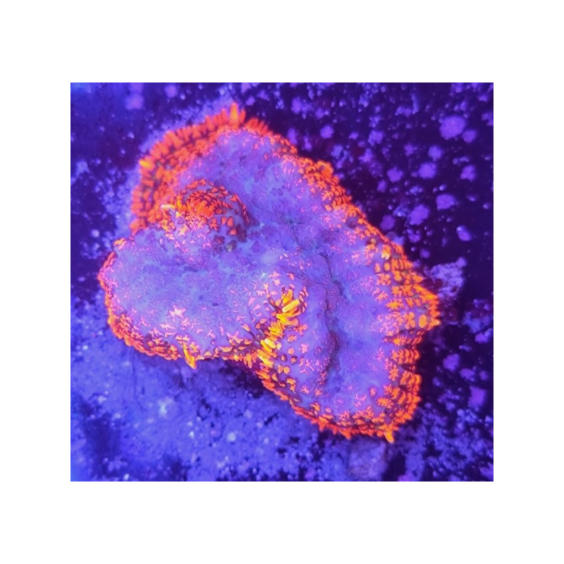 RODHACTHIS FIRE AND ICE