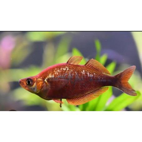 PEZ ARCOÍRIS ROJO