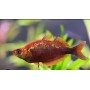 PEZ ARCOÍRIS ROJO