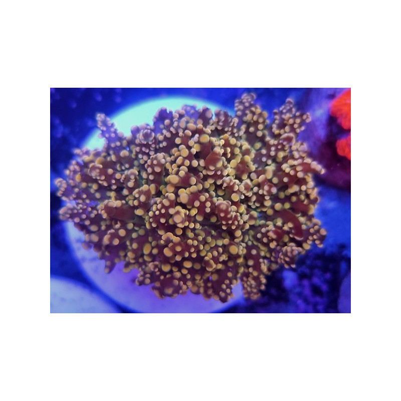 EUPHILIA YAEYAMAENSIS ORANGE (DOBLE CABEZA)