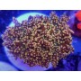 EUPHILIA YAEYAMAENSIS ORANGE (DOBLE CABEZA)