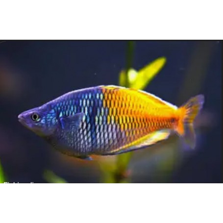 Melanotaenia boesemani 4-4.5cm