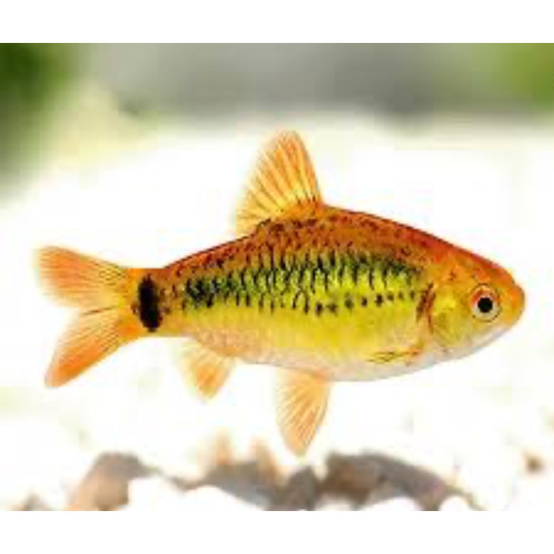 BARBO ORO 3-3.5cm