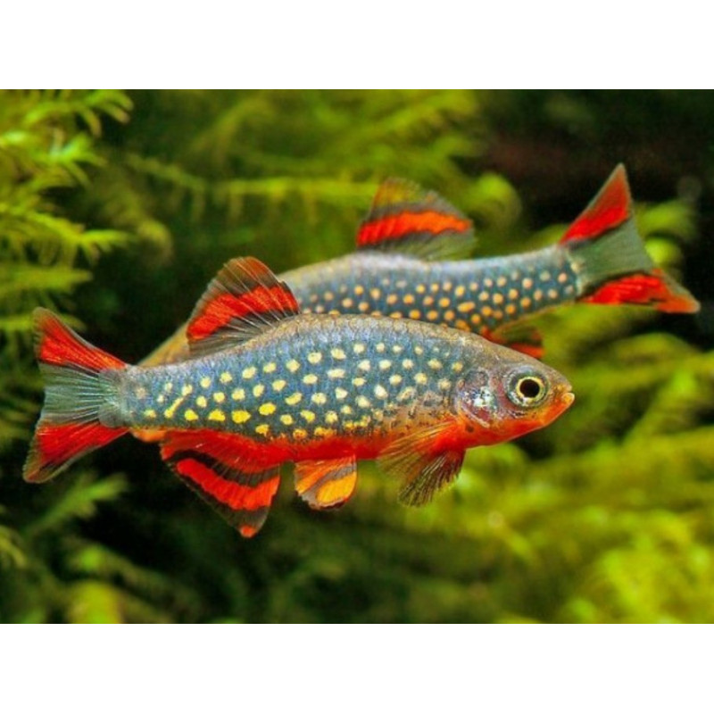 Rasbora galaxy 2-2.2cm