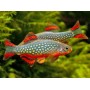Rasbora galaxy 2-2.2cm