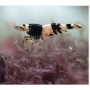 GAMBA CRISTAL NEGRO