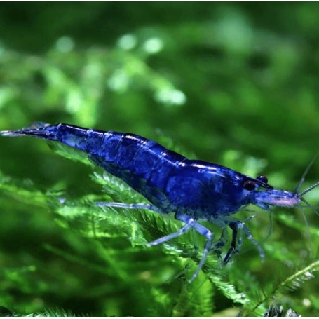 GAMBA AZUL TURQUESA