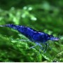 GAMBA AZUL TURQUESA
