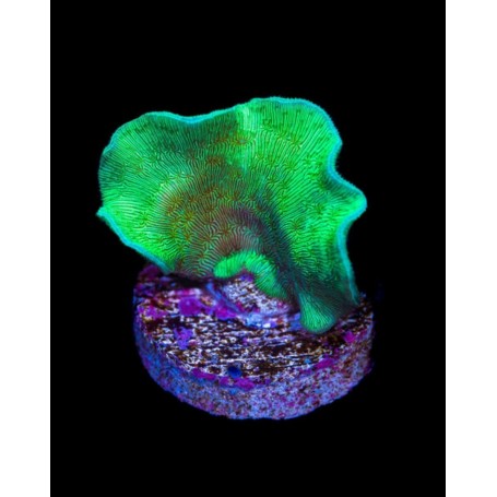 PAVONA CAPTUS