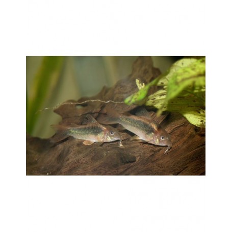 CORIDORA SCHULTZEI