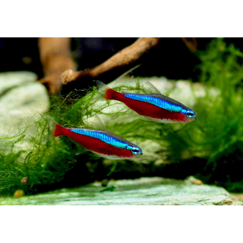 TETRA CARDENAL