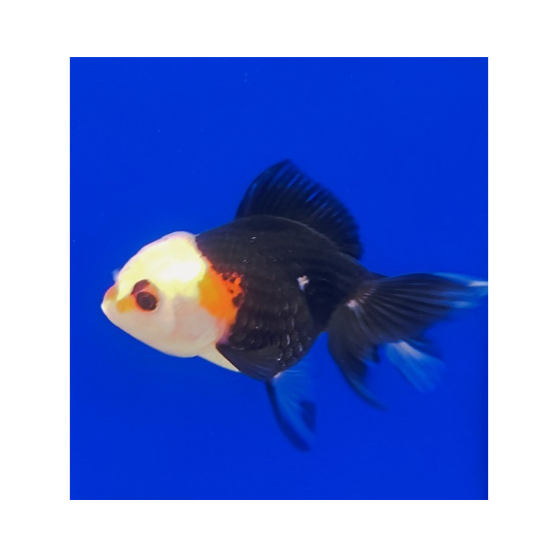 ORANDA PANDA TRICOLOR 10-12 cm
