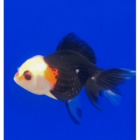 ORANDA PANDA TRICOLOR 10-12 cm