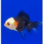 ORANDA PANDA TRICOLOR 10-12 cm