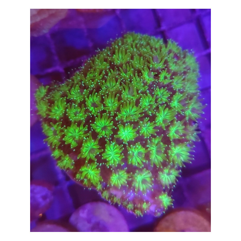 Fluor Galaxea (large frag)