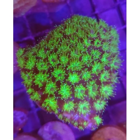 Galaxea flúor ( frag grande )