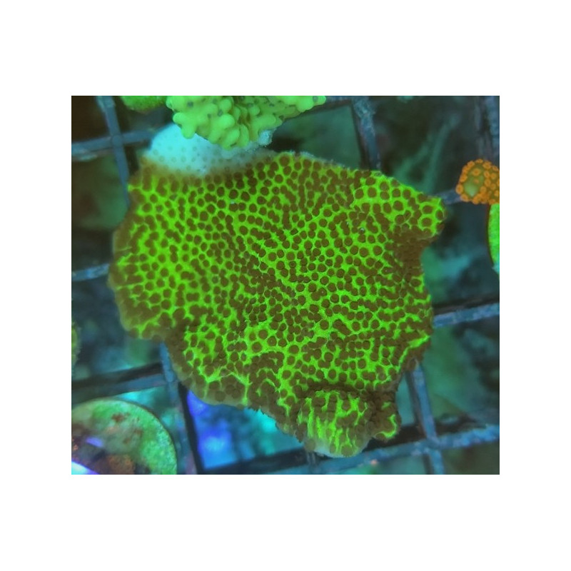 MONTIPORA CONFUSA FRAG