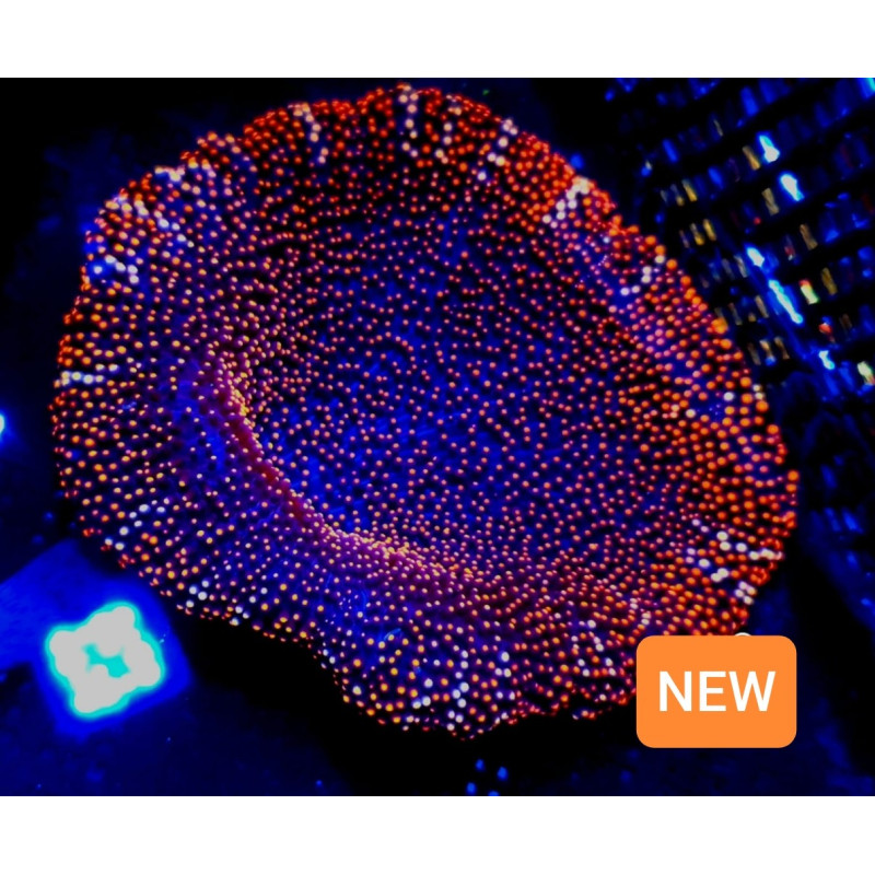 STYCHODACTYLA HADDONI RED