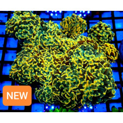 EUPHILLIA PARANCORA GOLD (TWO HEADS)