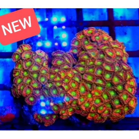 ZOANTHUS VICTORIA SECRET ( FRAG)