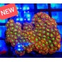 ZOANTHUS VICTORIA SECRET ( FRAG)