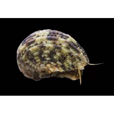 TURBO BRUNNEUS