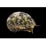 TURBO BRUNNEUS