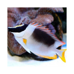 SIGANUS THE MAGNIFICENT