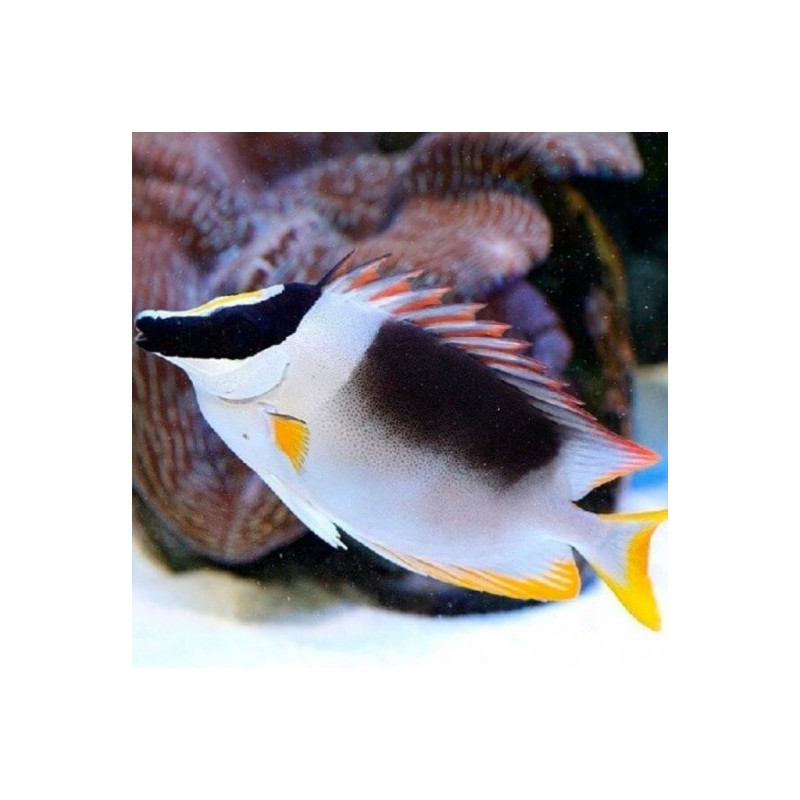 SIGANUS THE MAGNIFICENT